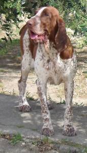 bracco italiano roano