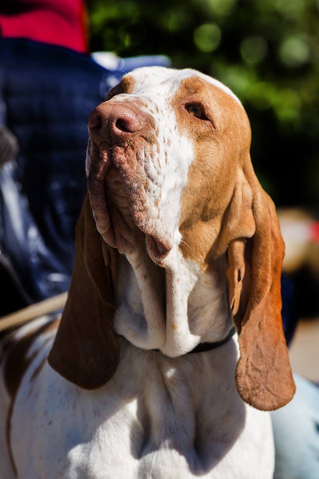 testa bracco italiano bianco arancio