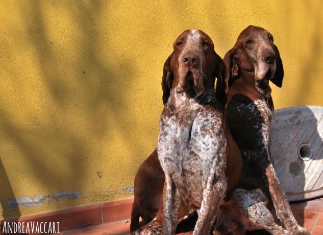 ulisse di casamassima rosco di montericco