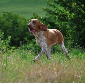 bracco italiano trotto