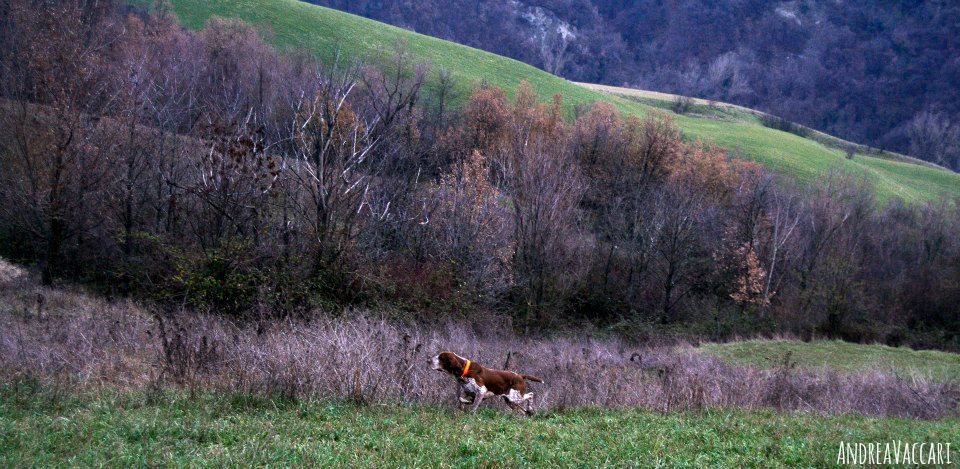 bracco italiano ferma