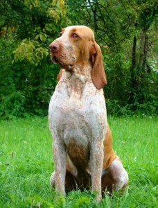 bracca italiana rep ceca