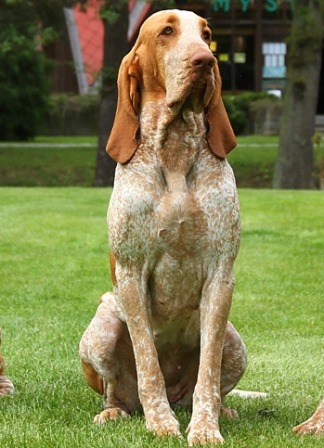 bracco italiano rep ceca