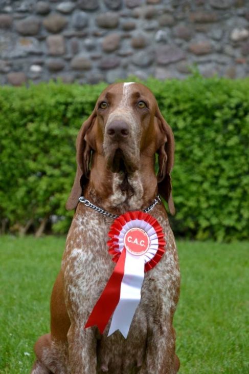 bracca italiana mostra