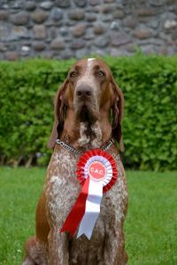 bracca italiana mostra