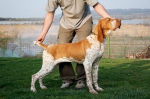 bracco italiano ungheria