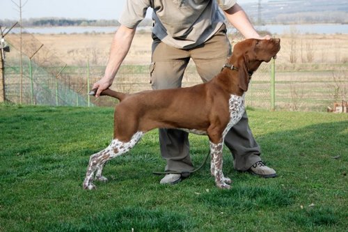 bracca italiana ungheria