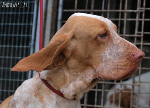 testa bracco italiano