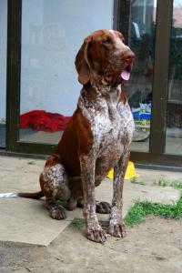 bracco italiano roano marrone