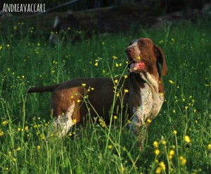 bracca italiana roana marrone