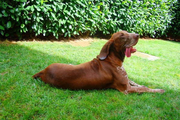 bracco italiano roano marrone