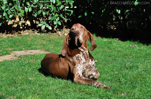 bracco italiano roano marrone tonaca di frate