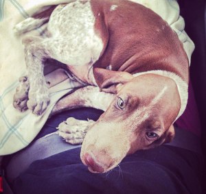 cucciolo bracco italiano roano marrone viaggio