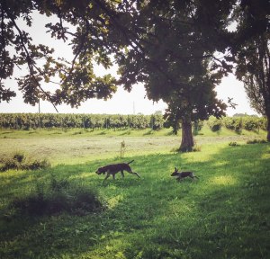 cucciolo bracco italiano roano marrone