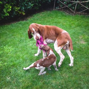 cucciolo bracco italiano roano marrone