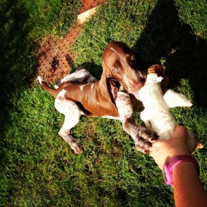 cucciolo bracco italiano roano marrone