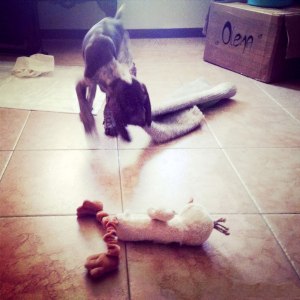 cucciolo bracco italiano roano marrone