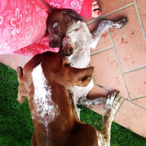 cucciolo bracco italiano roano marrone