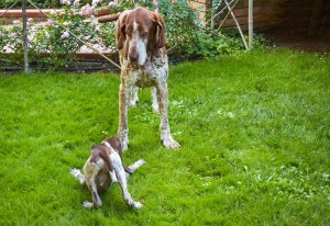 cucciolo bracco italiano roano marrone
