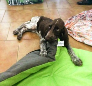 cucciolo bracco italiano roano marrone