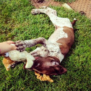 cucciolo bracco italiano roano marrone