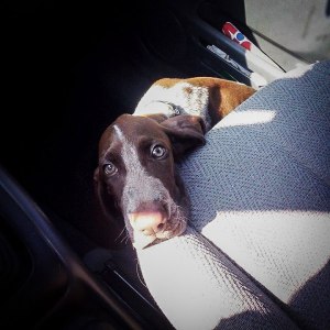 cucciolo bracco italiano roano marrone