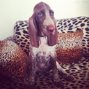 cucciolo bracco italiano roano marrone