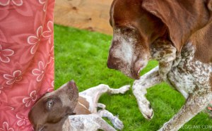 cucciolo bracco italiano roano marrone