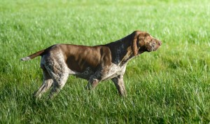 bracco italiano in ferma guidata