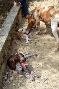 cucciolo bracco italiano roano marrone