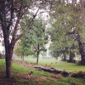 cucciolo bracco italiano roano marrone