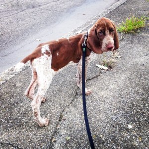 cucciolo bracco italiano roano marrone