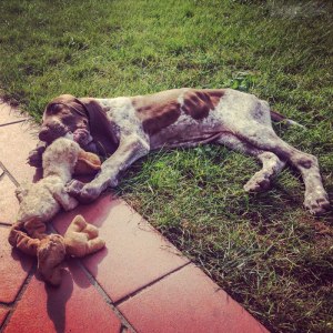 cucciolo bracco italiano roano marrone