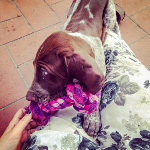 cucciolo bracco italiano roano marrone