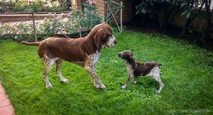 cucciolo adulto bracco italiano roano marrone