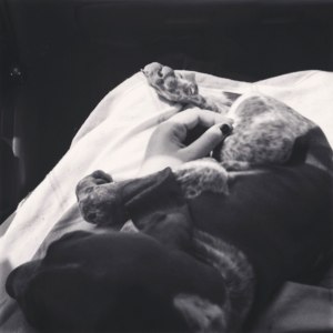 cucciolo bracco italiano roano marrone