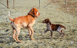 cucciolo bracco italiano roano marrone