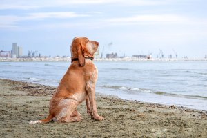 bracco italiano bianco arancio mare