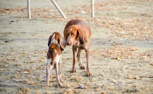cucciolo bracco italiano roano marrone