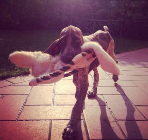 cucciolo bracco italiano roano marrone