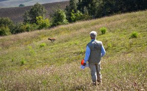 prova caccia bracco italiano cane da cerca da ferma da piuma da riporto