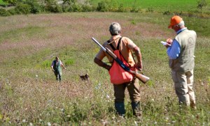 prova caccia bracco italiano cane da cerca da ferma da piuma da riporto