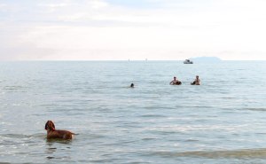 cane mare paura acqua bracco italiano