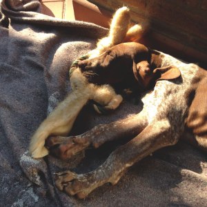 cucciolo bracco italiano roano marrone