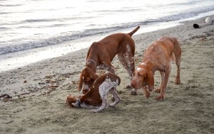 cucciolo bracco italiano roano marrone