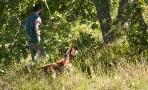 prova caccia bracco italiano cane da cerca da ferma da piuma da riporto