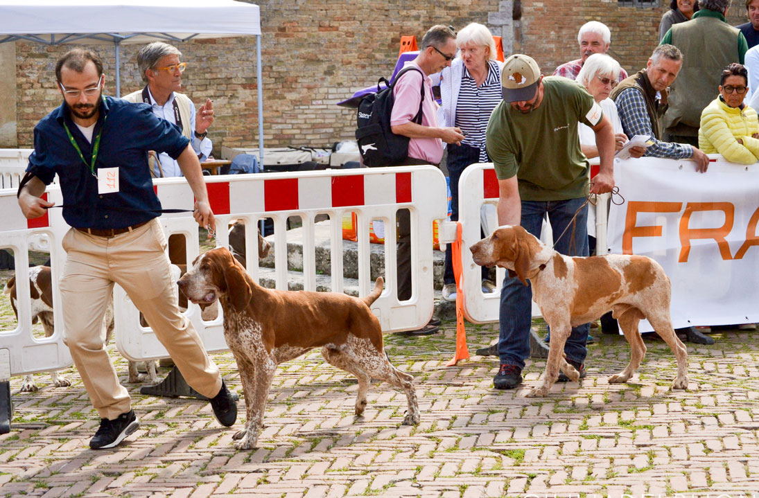 raduno mondiale bracco italiano allevamento di casamassima di valravanaga di cascina croce di montericco dei sanchi polcevera