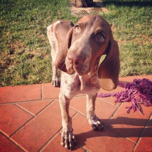 cucciolo bracco italiano roano marrone