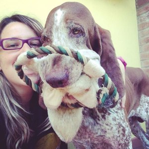 cucciolo bracco italiano roano marrone