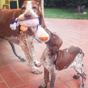 cucciolo bracco italiano roano marrone
